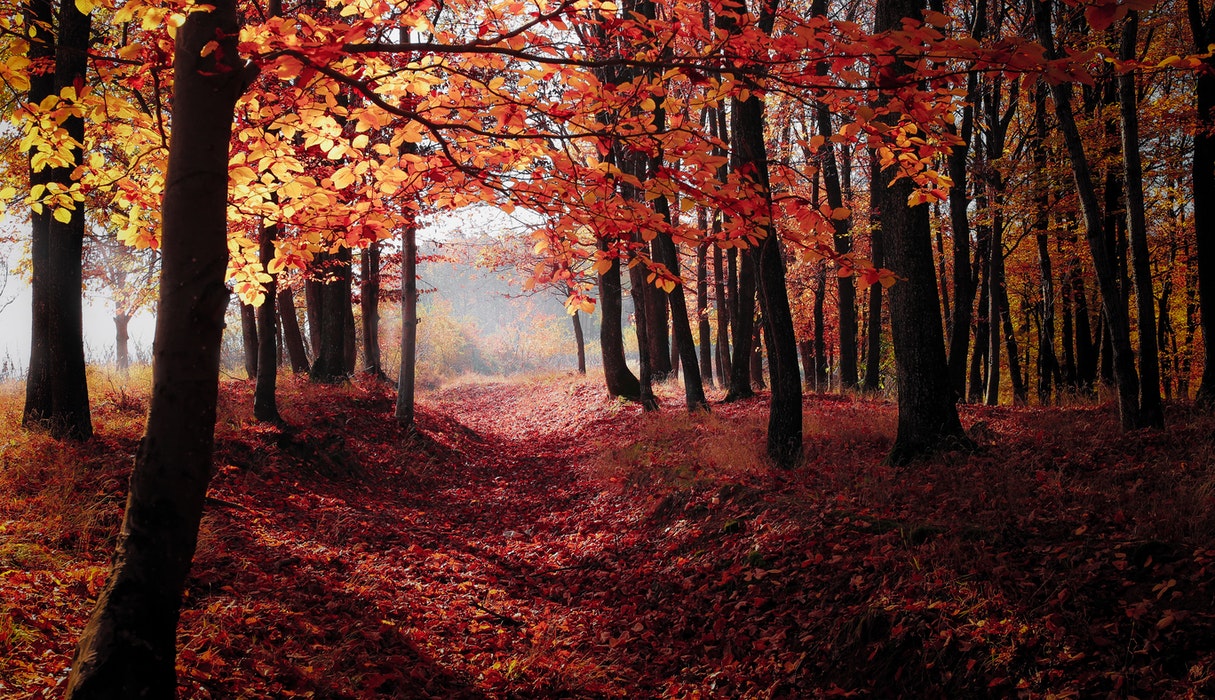 Bossen in de herfst, de perfecte plek om te wandelen