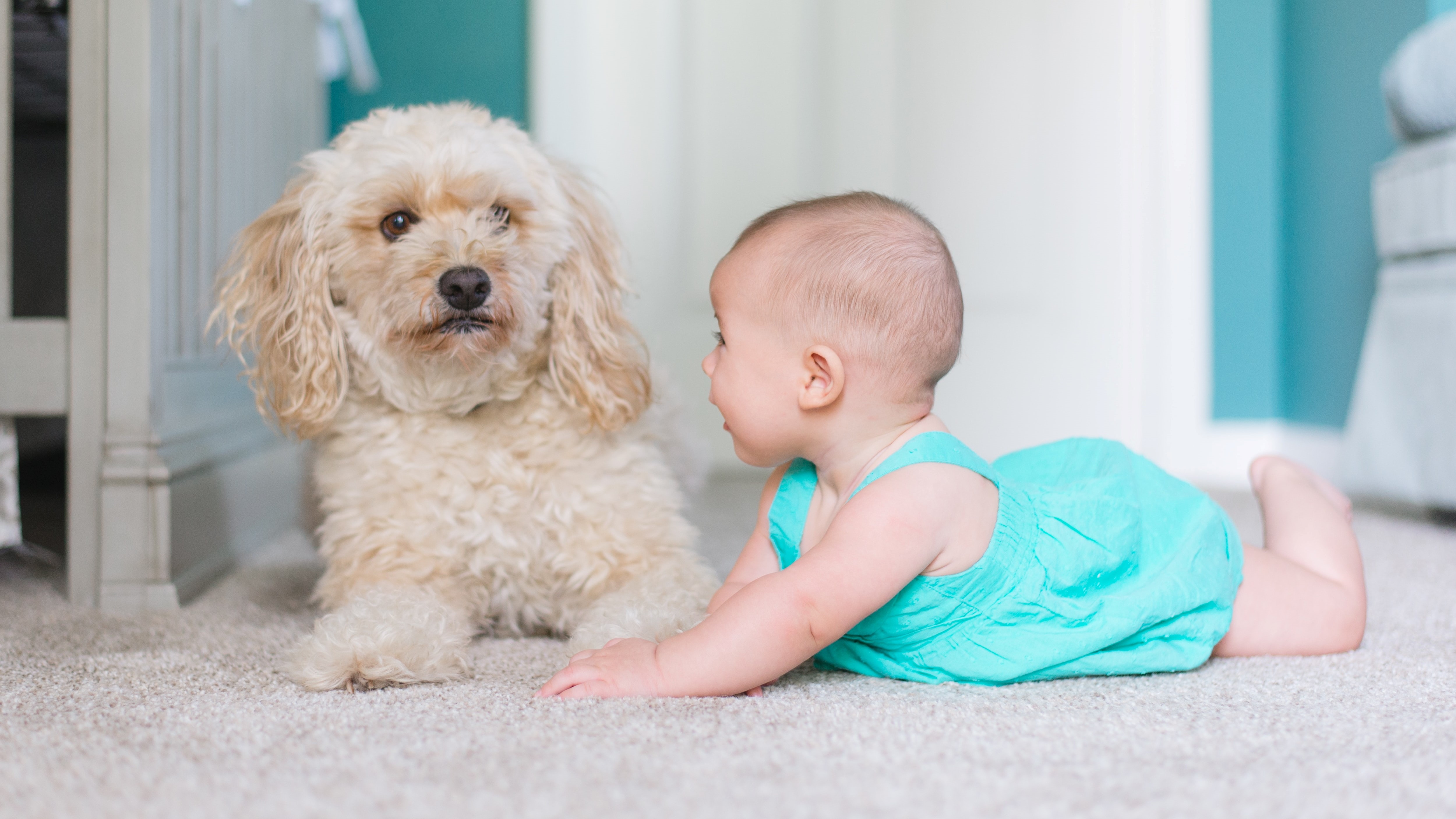 Baby pet. Дети и животные на ковре. Собачка на детских пузырях. A child saves a Dog. Babies and Pets.