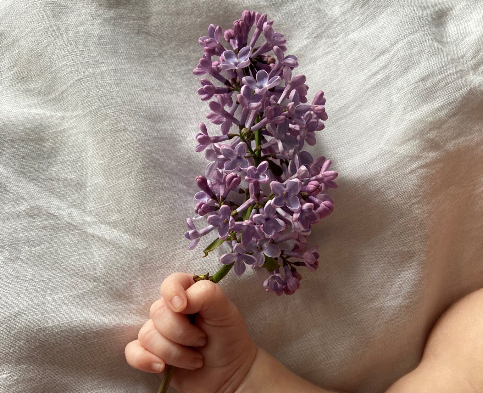 betekenis geboortebloem kind