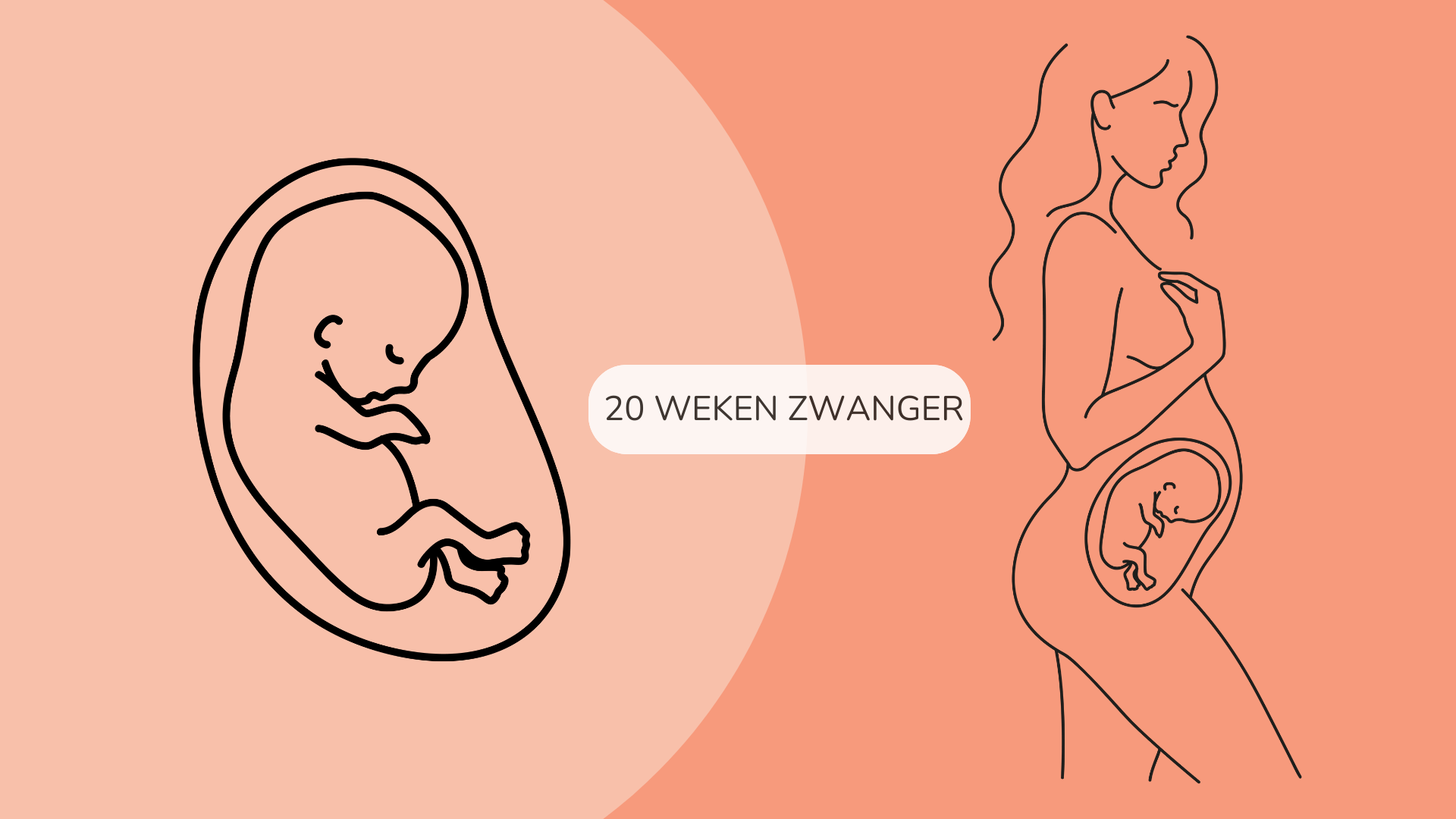 20 weken zwanger zwangerschapskalender
