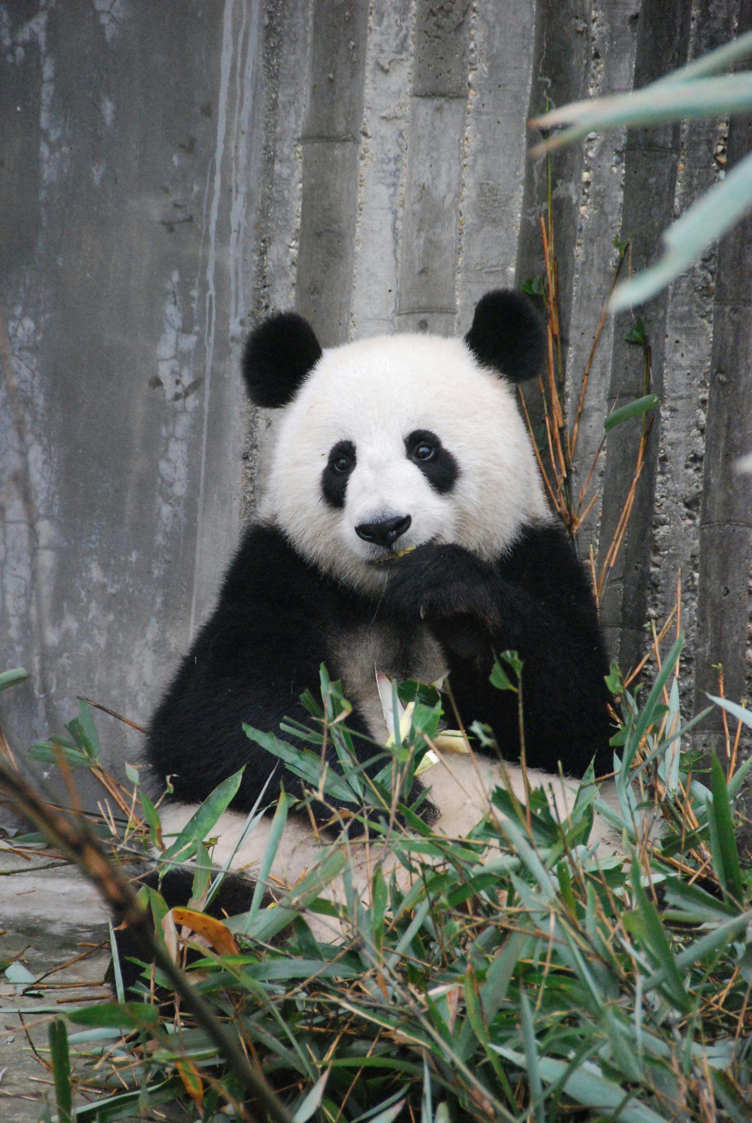 Panda geboren